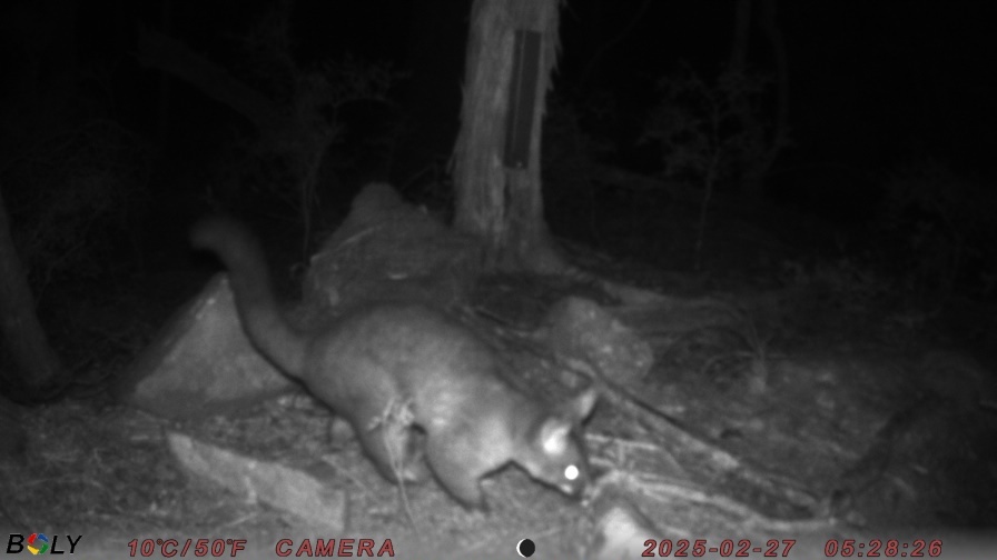 YarnMesh-AI-TrailCam-Halo-Project-Possum-Close-Up-Night