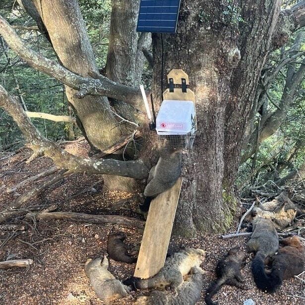 cropped-cropped-trap_tree_possums cropped-cropped-trap_tree_possums